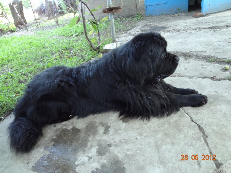 Фото: ньюфаундленд Смигар Дар Божий