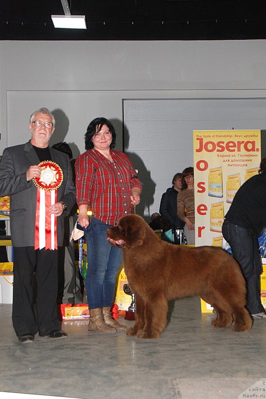Фото: ньюфаундленд Хаппинесс Лонг-Аваитед с Берега Дона (Happyness Long-Awaited s Berega Dona), Варвара Рыбалова