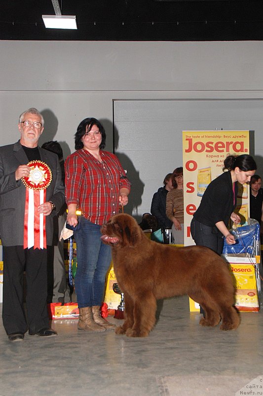 Фото: ньюфаундленд Хаппинесс Лонг-Аваитед с Берега Дона (Happyness Long-Awaited s Berega Dona), Варвара Рыбалова