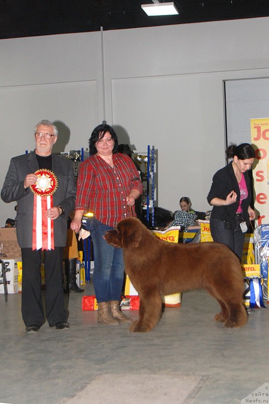 Фото: ньюфаундленд Хаппинесс Лонг-Аваитед с Берега Дона (Happyness Long-Awaited s Berega Dona), Варвара Рыбалова