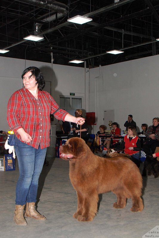 Фото: ньюфаундленд Хаппинесс Лонг-Аваитед с Берега Дона (Happyness Long-Awaited s Berega Dona), Варвара Рыбалова