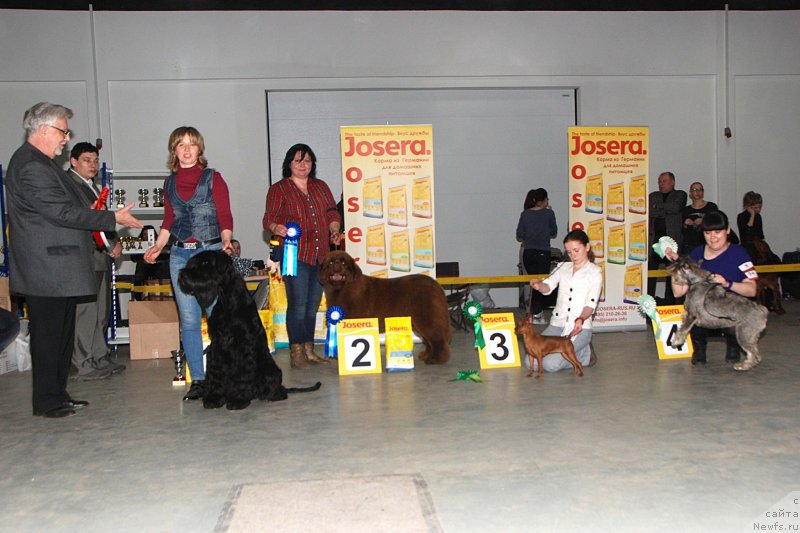 Фото: ньюфаундленд Хаппинесс Лонг-Аваитед с Берега Дона (Happyness Long-Awaited s Berega Dona), Варвара Рыбалова