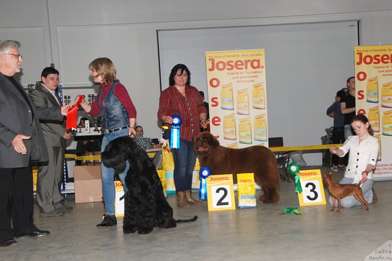 Фото: ньюфаундленд Хаппинесс Лонг-Аваитед с Берега Дона (Happyness Long-Awaited s Berega Dona), Варвара Рыбалова