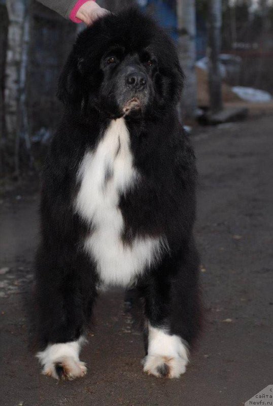 Фотография № 122264