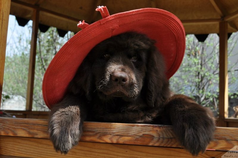 Фото: ньюфаундленд Солнечная Кимберли