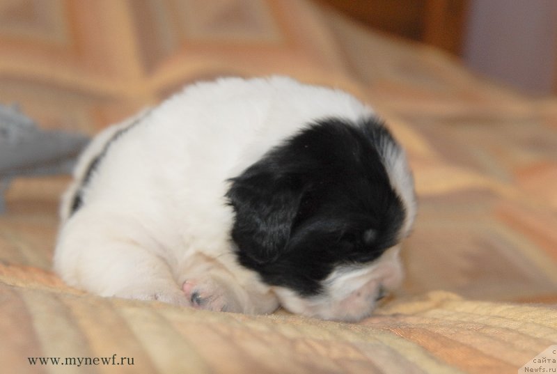 Фото: ньюфаундленд Сент Джонс Емперор Люникс