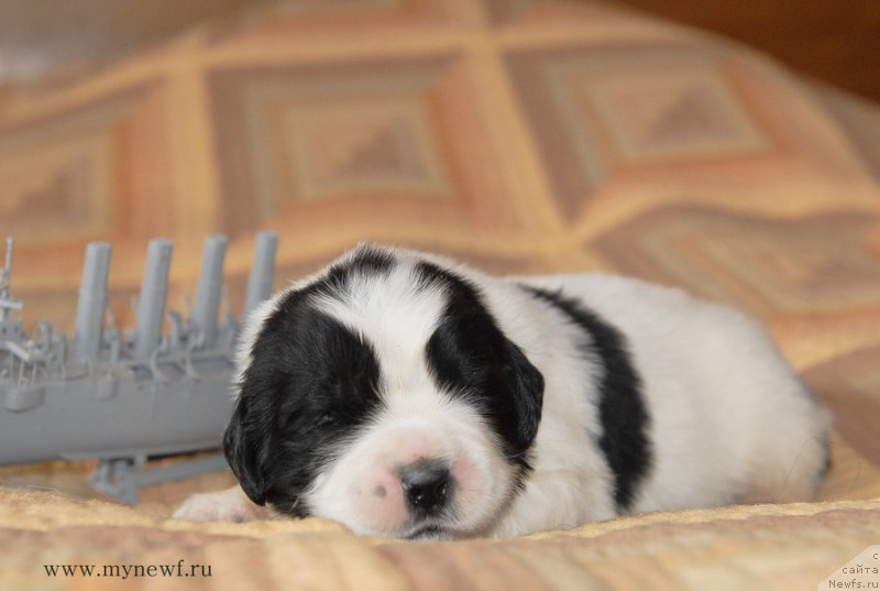 Фото: ньюфаундленд Сент Джонс Емперор Люникс
