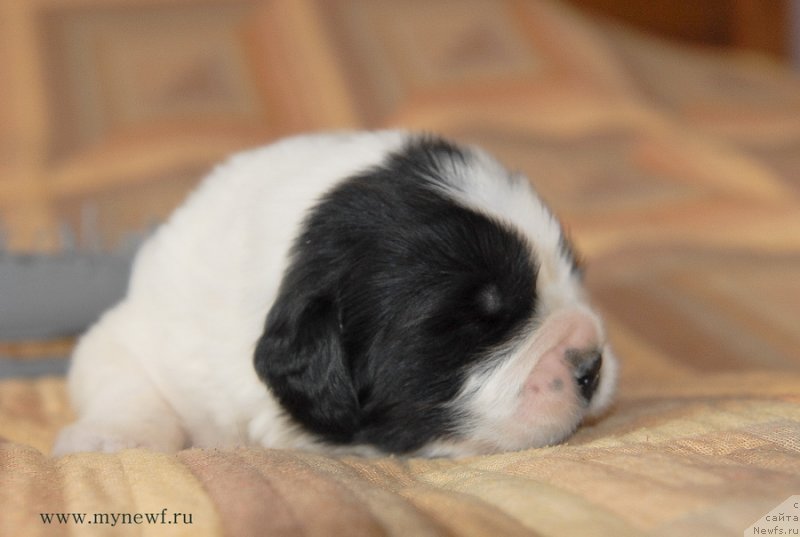 Фото: ньюфаундленд Сент Джонс Емперор Люникс