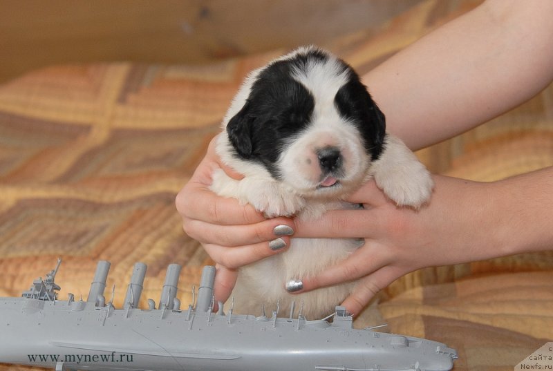 Фото: ньюфаундленд Сент Джонс Емперор Люникс