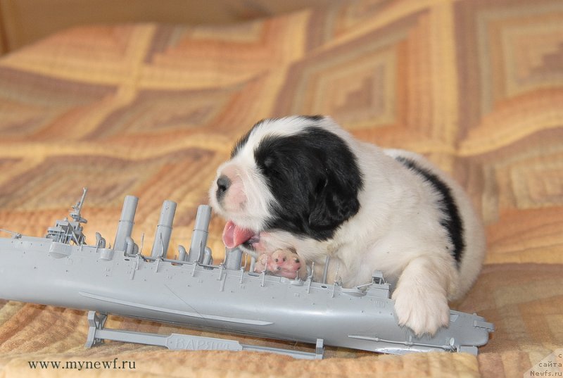 Фото: ньюфаундленд Сент Джонс Емперор Люникс