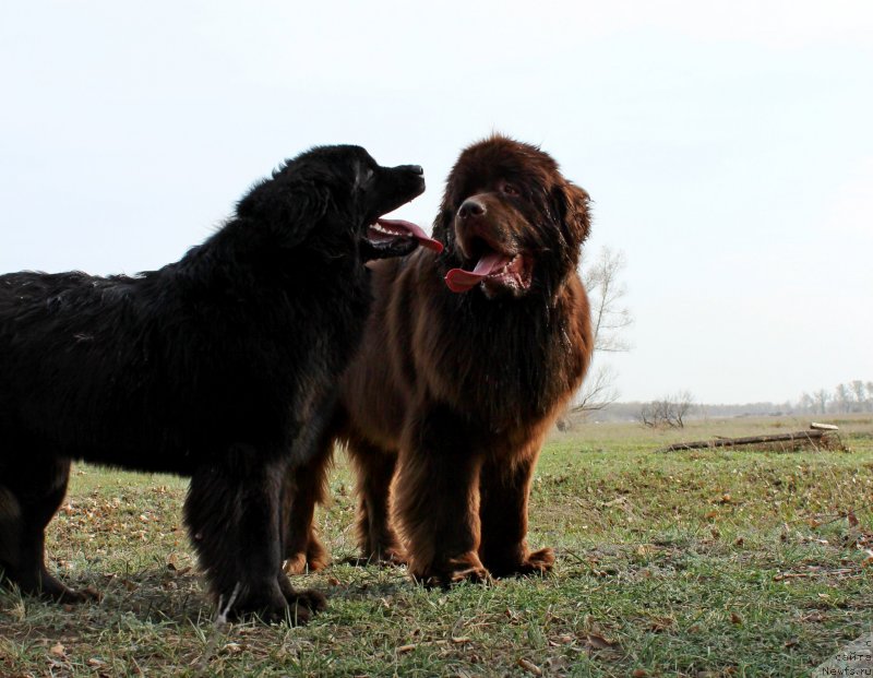 Фото: ньюфаундленд Фактурный Фрукт с Берега Дона (Fakturnyi Frukt s Berega Dona), ньюфаундленд Би Перфект Арабелла