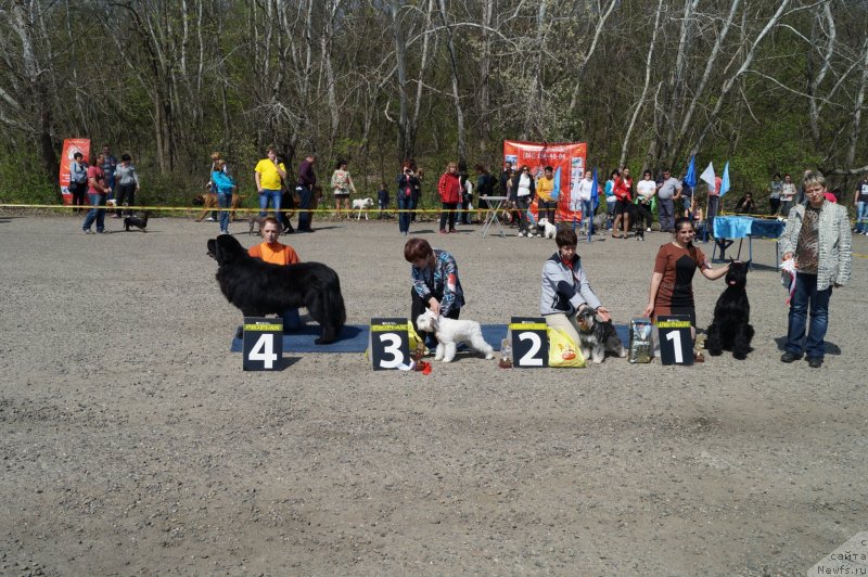 Фото: ньюфаундленд Чарующий Чезарио (Charuyuschiy Chezario)