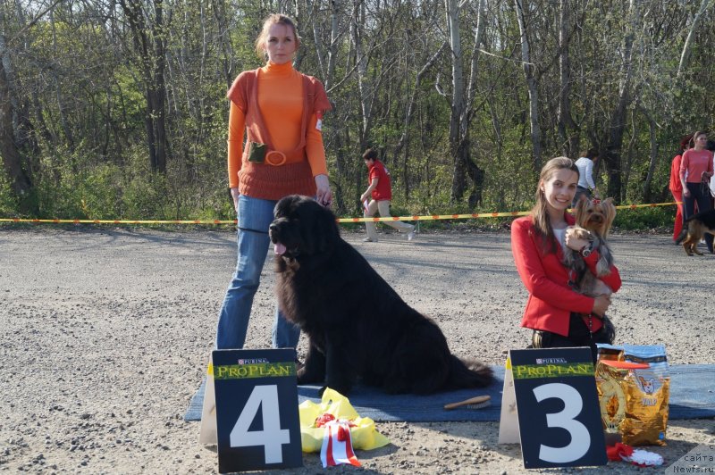 Фото: ньюфаундленд Чарующий Чезарио (Charuyuschiy Chezario)