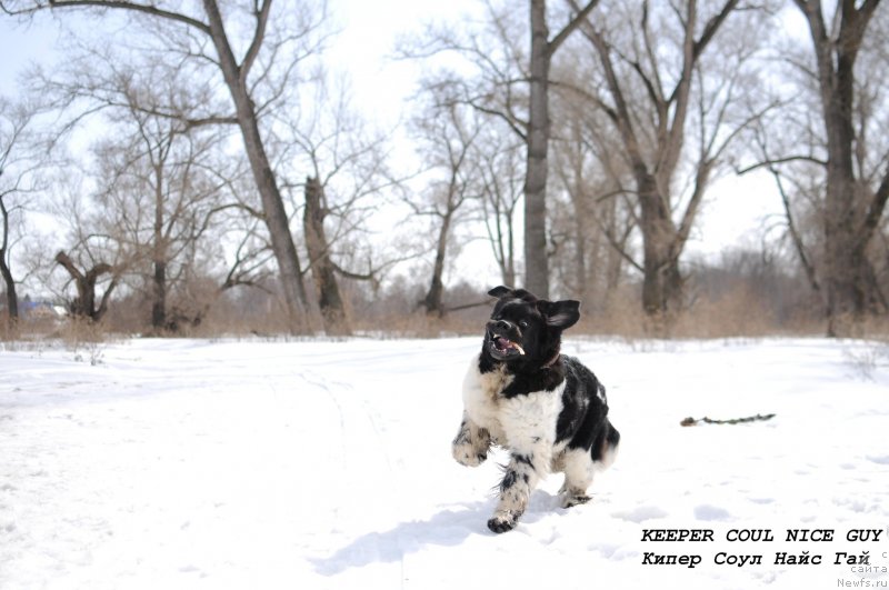 Фото: ньюфаундленд Кипер Соул Найс Гай (Keeper Soul Nice Guy)