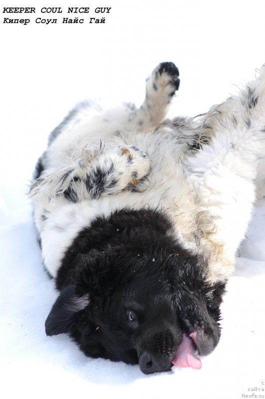 Фото: ньюфаундленд Кипер Соул Найс Гай (Keeper Soul Nice Guy)