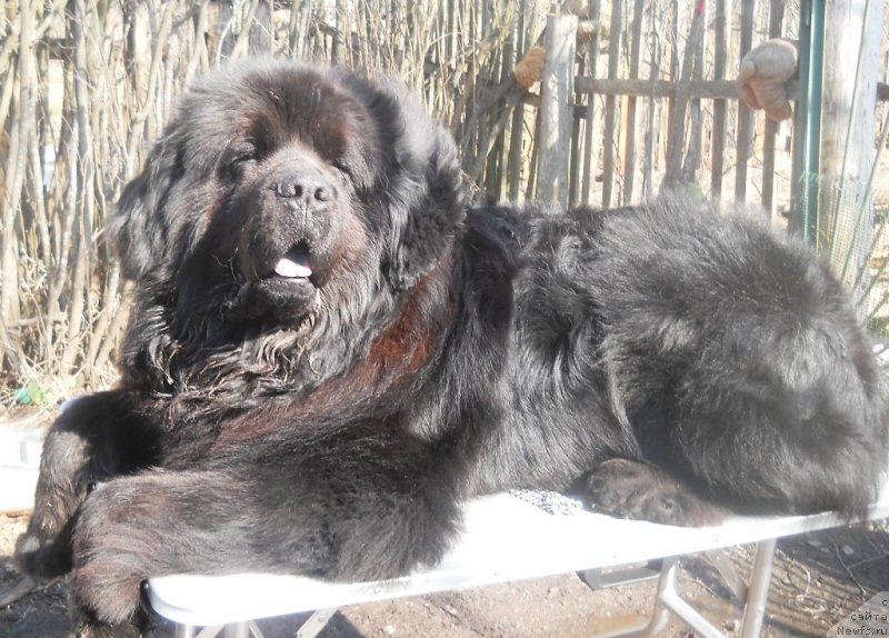 Фото: ньюфаундленд Фанньюф Олигарх Литавр