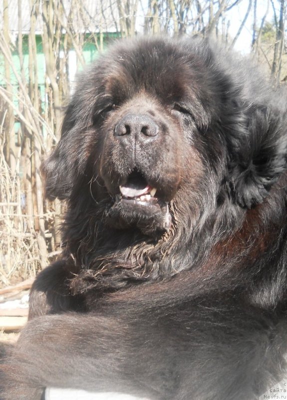 Фото: ньюфаундленд Фанньюф Олигарх Литавр