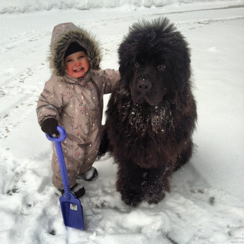 Фото: ньюфаундленд Сент Джонс Хэппи Гоу Лакки
