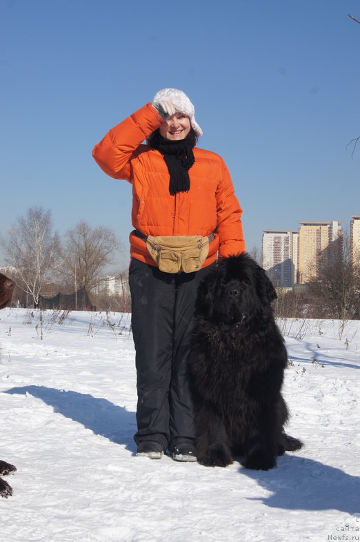 Фото: ньюфаундленд Сент Джонс Хэппи Гоу Лакки