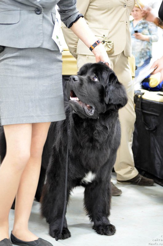 Фото: ньюфаундленд Белкондер-Клаб Угли-Бугли (Belkonder-Club Ugli-Boogli)
