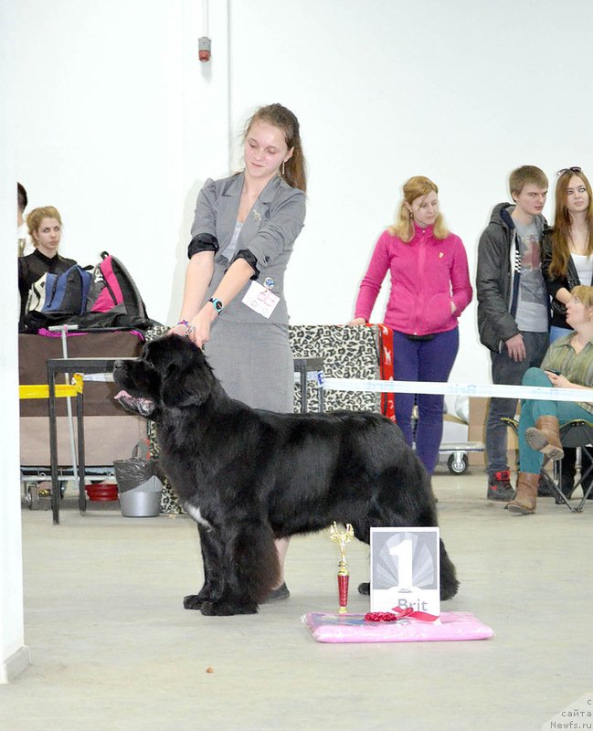 Фото: ньюфаундленд Белкондер-Клаб Угли-Бугли (Belkonder-Club Ugli-Boogli)