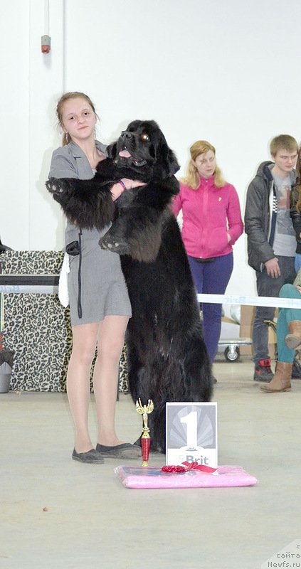 Фото: ньюфаундленд Белкондер-Клаб Угли-Бугли (Belkonder-Club Ugli-Boogli)