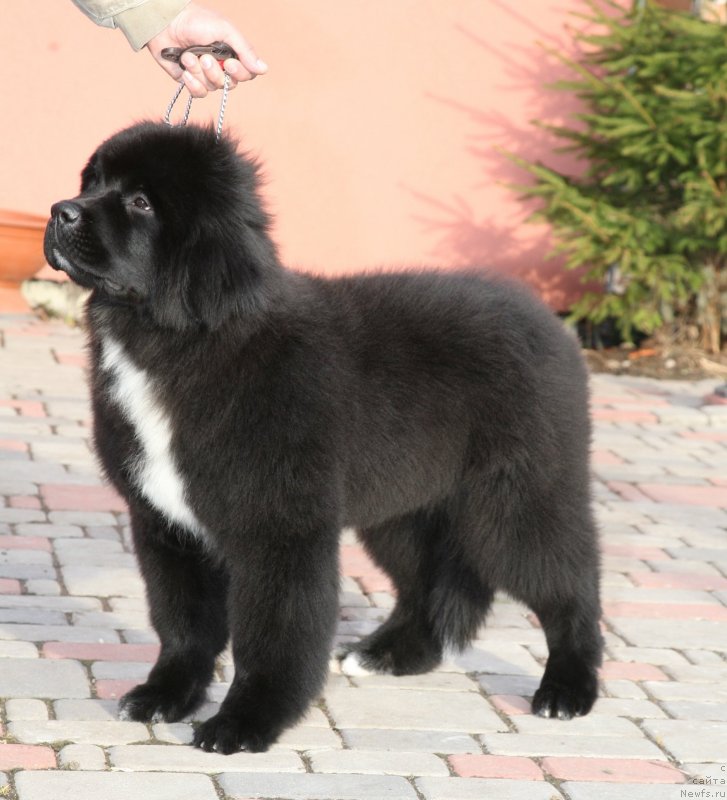 Фото: ньюфаундленд Дак Прайд Верту (Dark Pride Vertu)