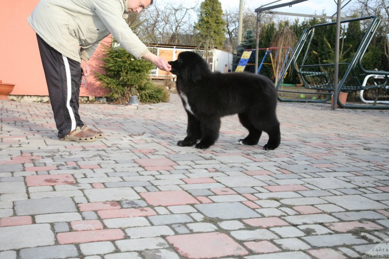 Фото: ньюфаундленд Дак Прайд Верту (Dark Pride Vertu)