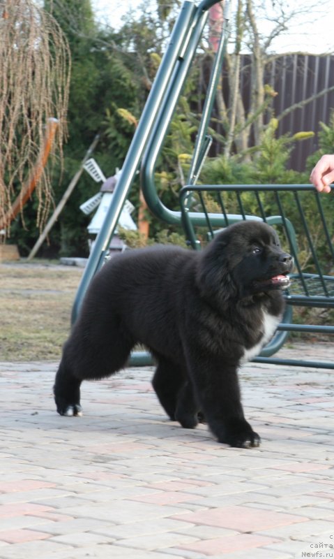 Фото: ньюфаундленд Дак Прайд Верту (Dark Pride Vertu)