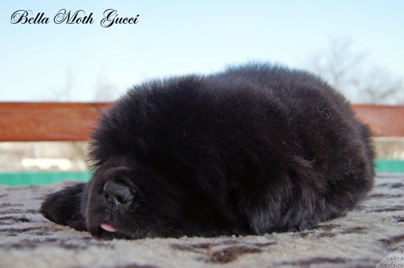 Фото: Бэлла Мосс Гуччи