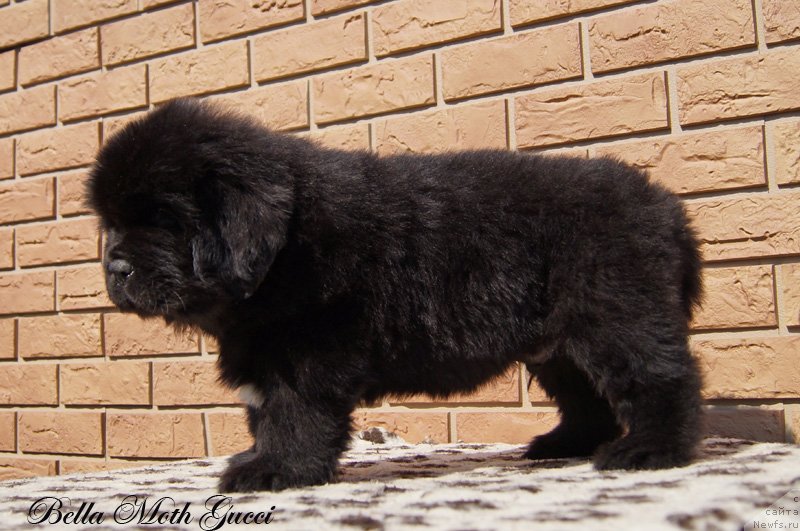 Фото: Бэлла Мосс Гуччи