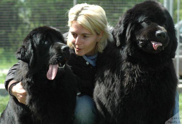 Фото: ньюфаундленд Eleganza vom Darius Land