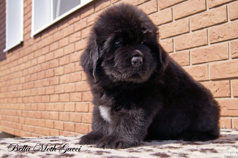 Фото: Бэлла Мосс Гуччи