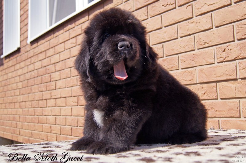 Фото: Бэлла Мосс Гуччи