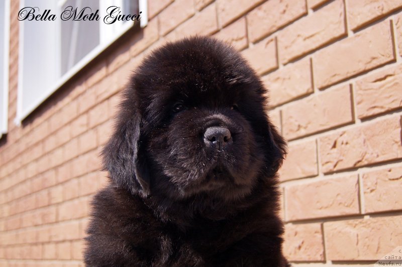 Фото: Бэлла Мосс Гуччи