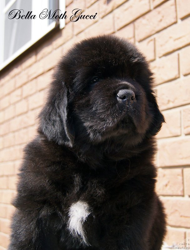 Фото: Бэлла Мосс Гуччи