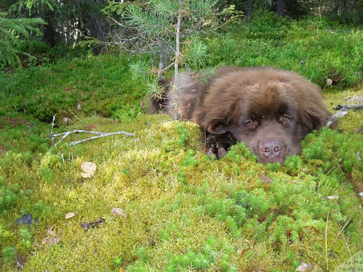 Фото: ньюфаундленд Хорунжий с Берега Дона (Horunzhy s Berega Dona)