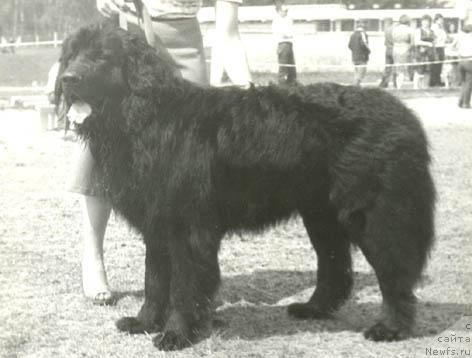 Фото: ньюфаундленд Бонифаций Агжи