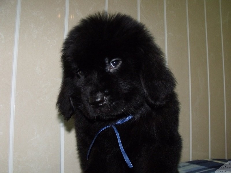 Фото: Лаймар Сейнари, ньюфаундленд Гранд Бэби Ариадна