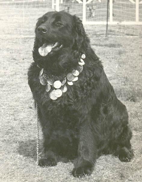 Фото: ньюфаундленд Бетти Агжи