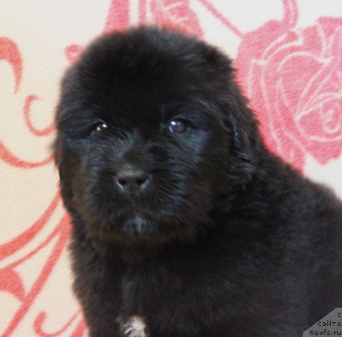 Фото: ньюфаундленд Их Высочество Глория Айрис (Ih Visochestvo Gloria Airis)