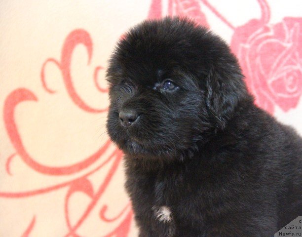 Фото: ньюфаундленд Их Высочество Глория Айрис (Ih Visochestvo Gloria Airis)