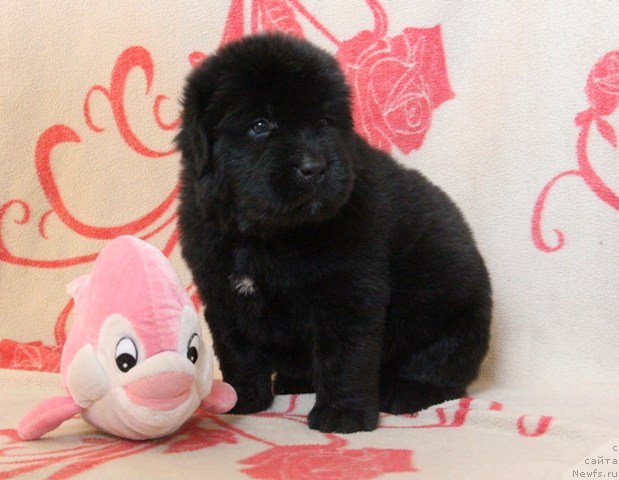 Фото: ньюфаундленд Их Высочество Глория Айрис (Ih Visochestvo Gloria Airis)