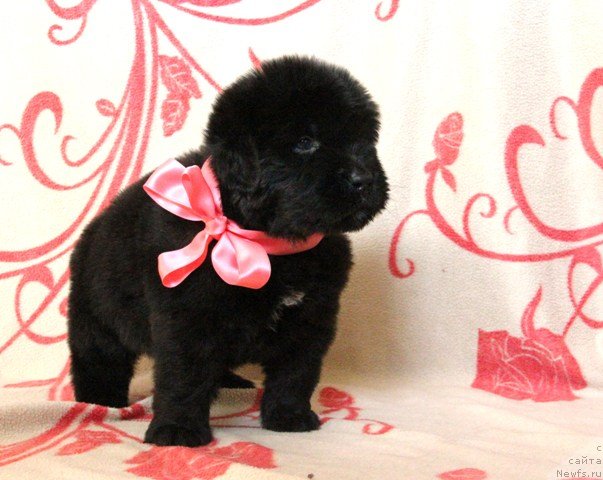Фото: ньюфаундленд Их Высочество Глория Айрис (Ih Visochestvo Gloria Airis)