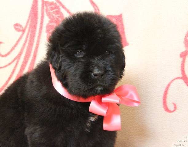 Фото: ньюфаундленд Их Высочество Глория Айрис (Ih Visochestvo Gloria Airis)