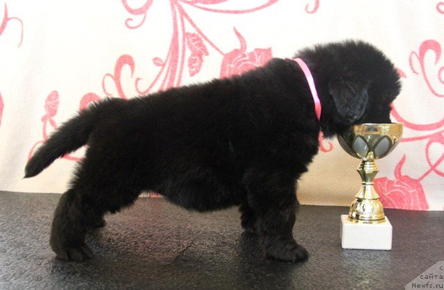 Фото: ньюфаундленд Их Высочество Глория Айрис (Ih Visochestvo Gloria Airis)