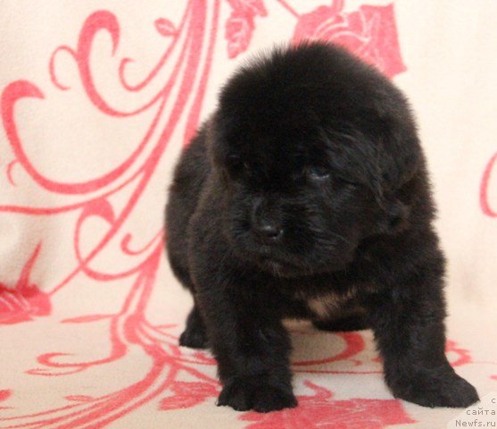 Фото: ньюфаундленд Их Высочество Глория Айрис (Ih Visochestvo Gloria Airis)