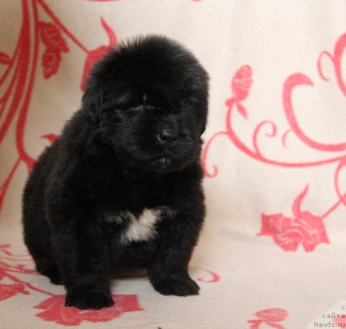 Фото: ньюфаундленд Их Высочество Глория Айрис (Ih Visochestvo Gloria Airis)