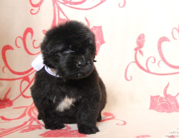 Фото: ньюфаундленд Их Высочество Глория Айрис (Ih Visochestvo Gloria Airis)