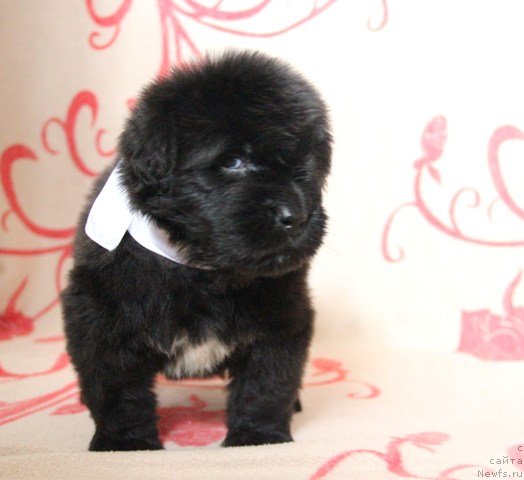 Фото: ньюфаундленд Их Высочество Глория Айрис (Ih Visochestvo Gloria Airis)